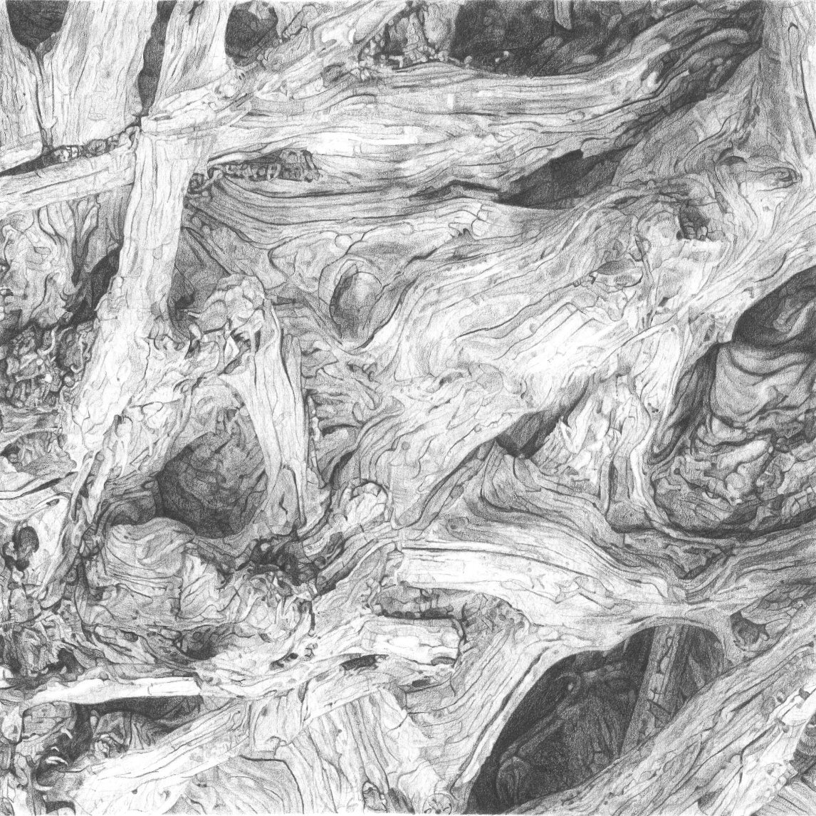 Driftwood 4 Colored Pencil Print on Fine Art Paper — KDB Art Studio